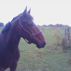 New Forest Odbjergs Diadem