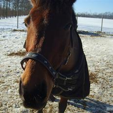 DSP Lundgaards Campari