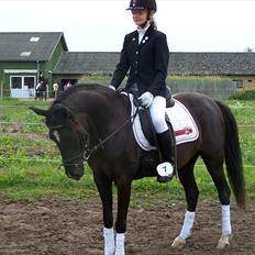 Anden særlig race Lundgaards Tiger Lili - SOLGT