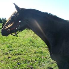 Anden særlig race Lundgaards Tiger Lili - SOLGT