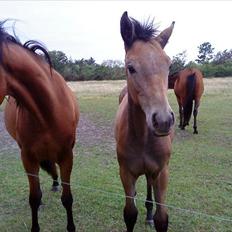 Dansk Varmblod Chidana