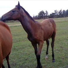 Dansk Varmblod Chidana