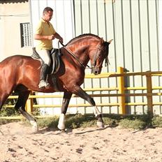 Pura Raza Española Judas V (Solgt)