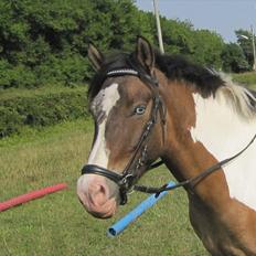 Anden særlig race Ebony's Surprise SOLGT