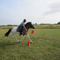 Anden særlig race Ebony's Surprise SOLGT