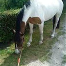 Anden særlig race Ebony's Surprise SOLGT