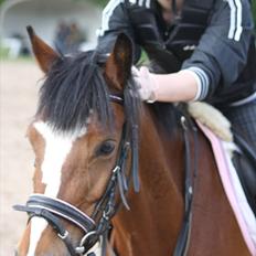 Anden særlig race Álice [tidl. hest]