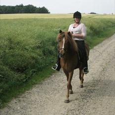 Islænder Heymir fra rodshave