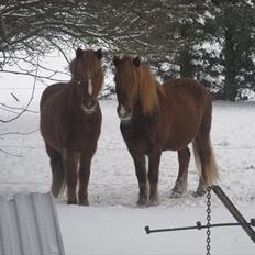 Islænder Heymir fra rodshave