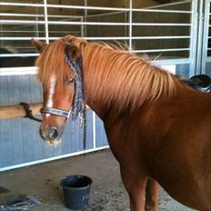 Islænder Heymir fra rodshave