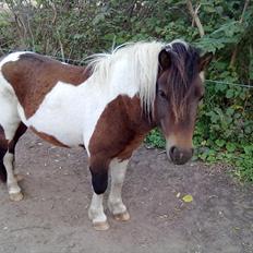 Anden særlig race Boddy l SOLGT