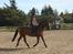 New Forest Vangsgaard's Vanity (Solgt) - Vani og Cecilie første gang i trav.