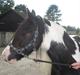 Irish Cob Hary (solgt)