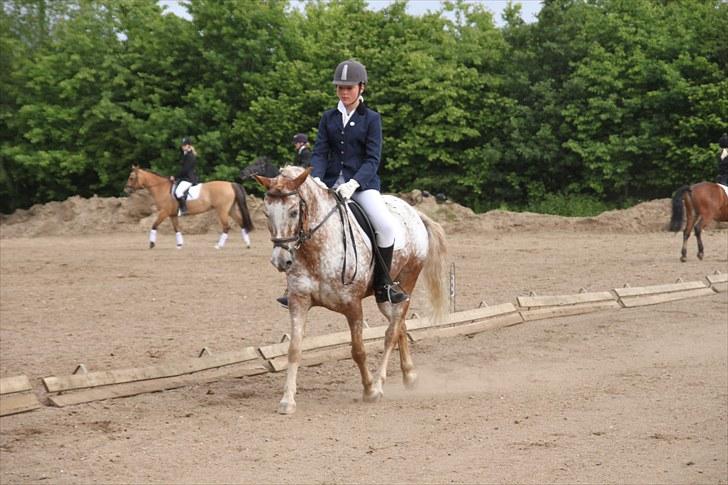 Knabstrupper Jolly Jumper<3 |Gml. Part| - Klubmesteskab, Lc1, 67,48 % VINDER!!! :D<3 Foto: Celine billede 17