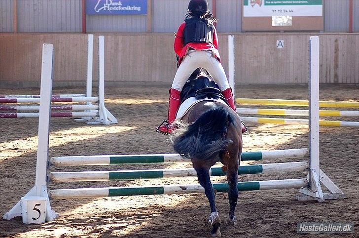 Anden særlig race Caballos Cucos Chica - LC 1plads billede 15