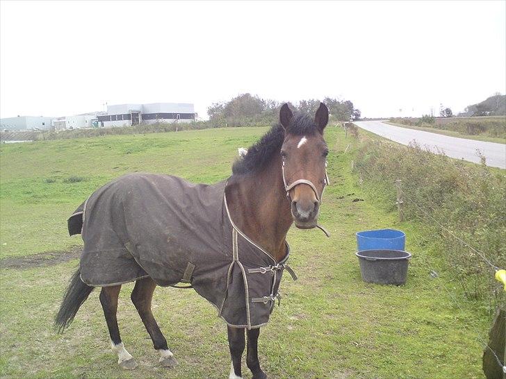 Anden særlig race Caballos Cucos Chica - spooky billede d: billede 16