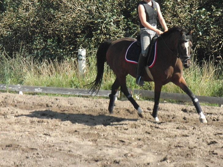 Hollandsk Sportspony Lady Prudence - - Dressur træning.;) billede 9