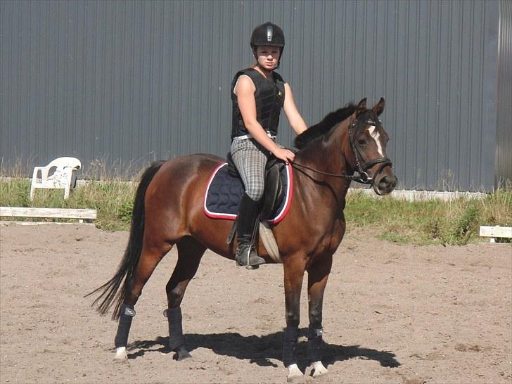 Hollandsk Sportspony Lady Prudence - Jeg failer godt nok lidt, men putte ser da lidt sød ud!;) billede 11