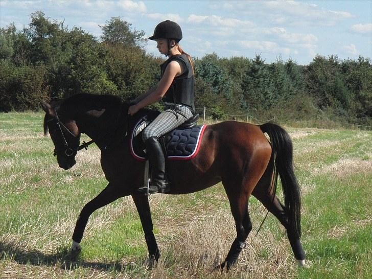 Hollandsk Sportspony Lady Prudence - Over på marken, og skridte lidt.. billede 12
