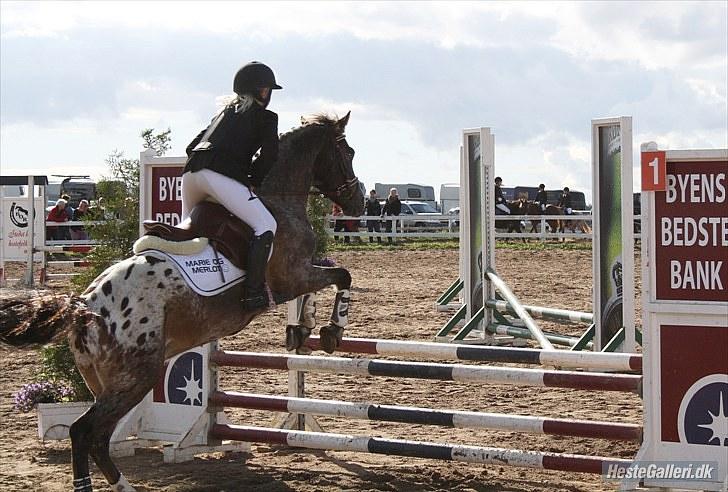 Anden særlig race Merlot Solgt+Savnet:'( - Mig & Merlot c-stævne i boller´(; 4 plads! billede 13