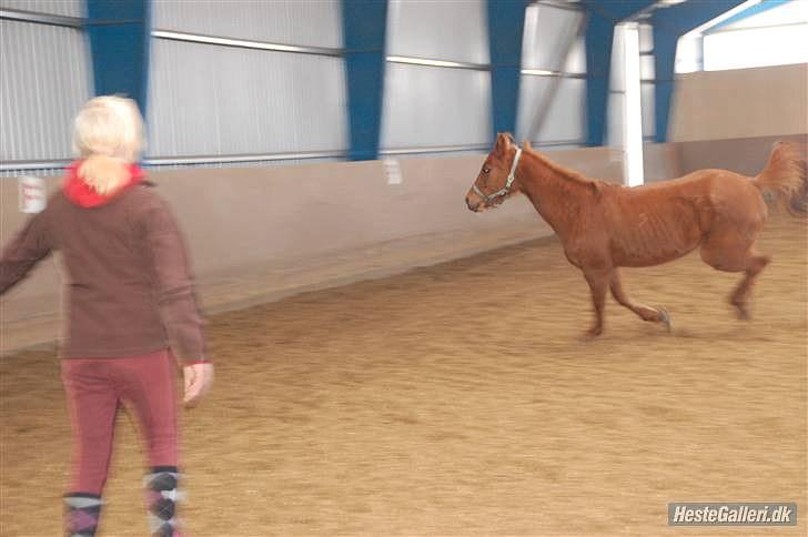 Anden særlig race Flower Power billede 8