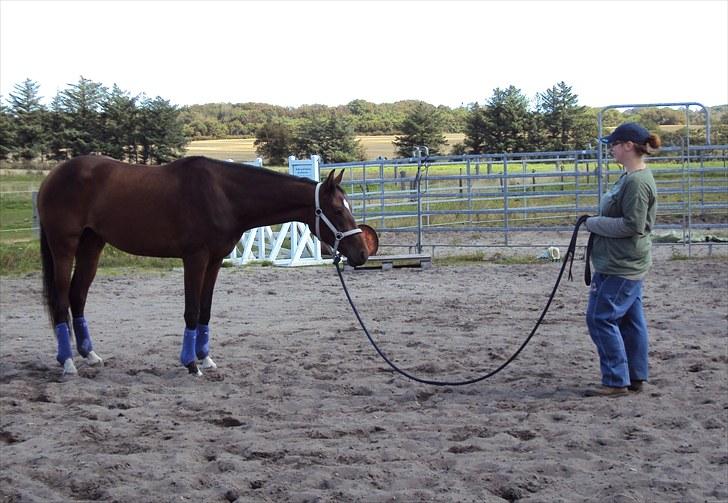 Dansk Varmblod Royal One Cruizer - Til fantastisk godt kursus med "Den Skøre Tysker" billede 9