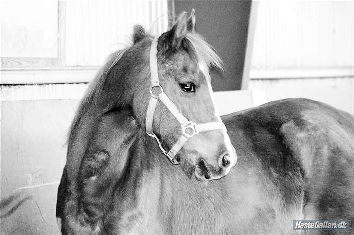 Anden særlig race Flower Power billede 9