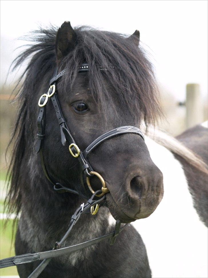 Shetlænder Stjernens Indeed *Dittermand* - Smukke Pony..<3 billede 1