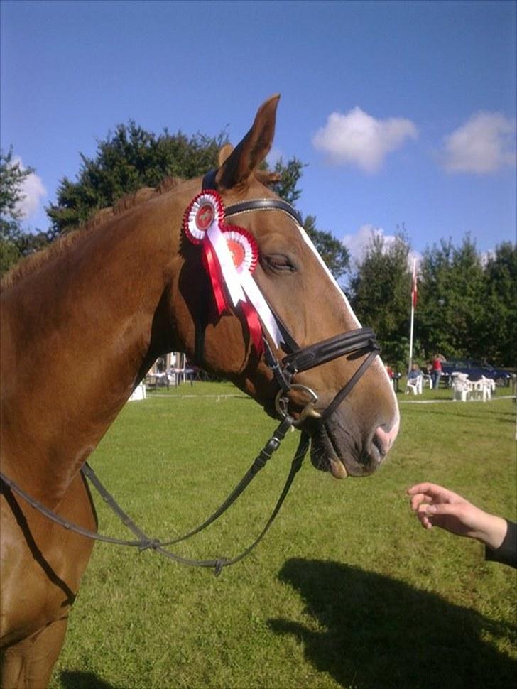 Hannoveraner Dancing Twister  billede 12