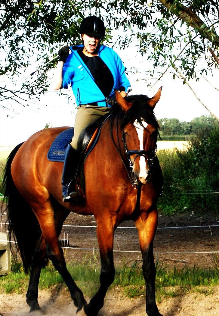 Dansk Varmblod Mew Town Himmelhest  - 2010 billede 14