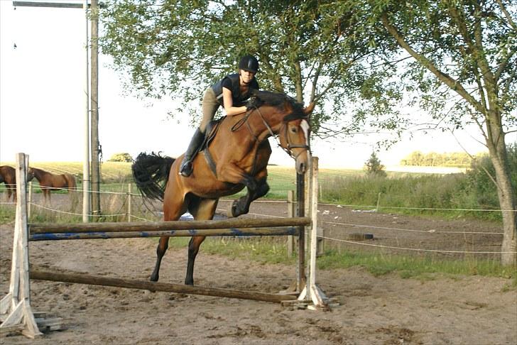 Dansk Varmblod Mew Town Himmelhest  - træning 2010 billede 15