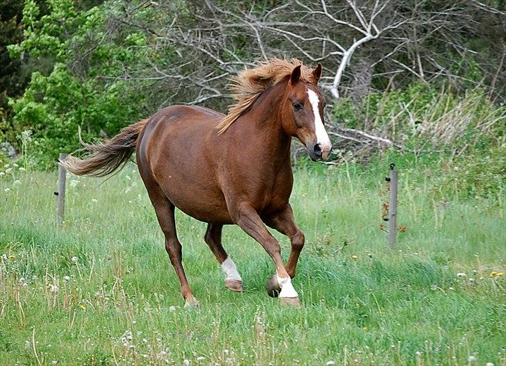 Anden særlig race Krumme  - Krumme i vildeste galop - 23. maj 2011 billede 3