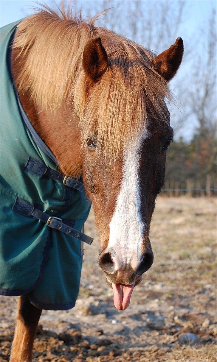 Anden særlig race Krumme  - Krumme efter fantastisk træning ~ 20. marts 2011 billede 5