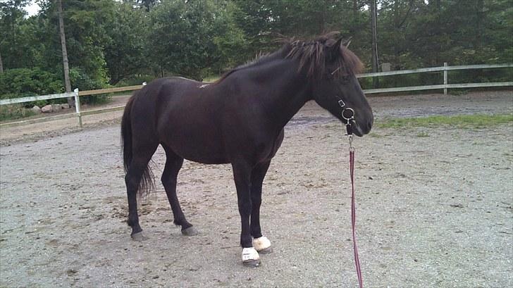 Islænder Djákni frá Enni SOLGT billede 7