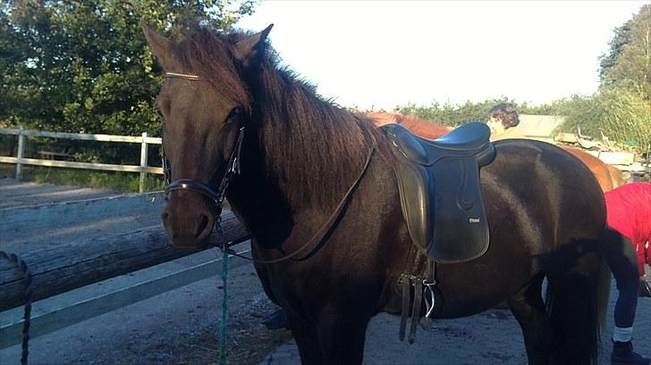 Islænder Djákni frá Enni SOLGT billede 9