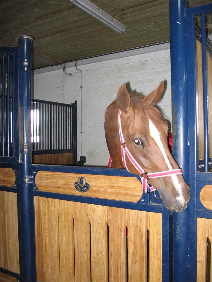 Tysk Varmblod Rissa Veil - 07-09-2010 Min smukke Rissamus som står og venter på sin Mash i boksen :-) billede 9