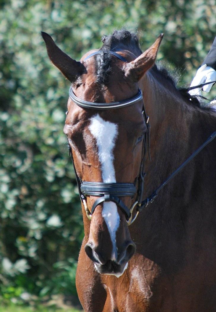 Dansk Varmblod Tiara billede 13