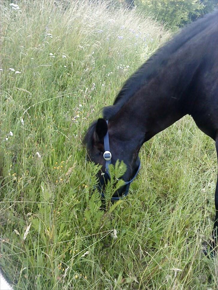 Anden særlig race Beauty part - beauty på sommer fold 5 ugers lang ferie dejlig.! men savner dig vær time.( hæhæ billede 9