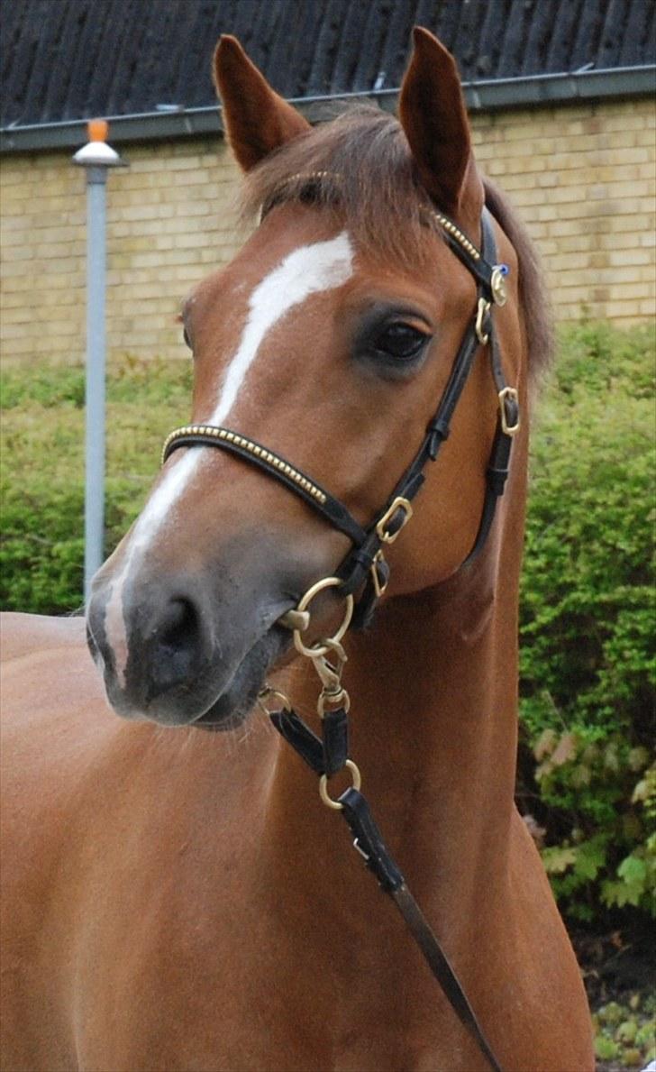 New Forest Stegstedgårds Top Marster billede 11