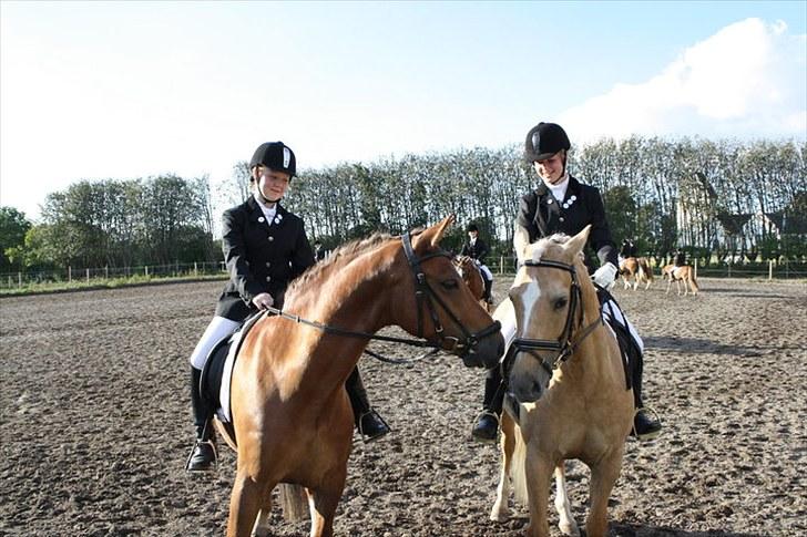 New Forest Stegstedgårds Top Marster billede 12