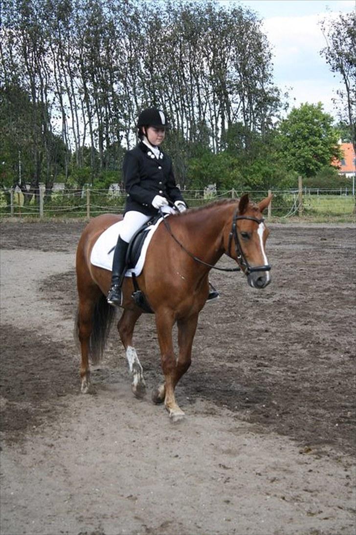 New Forest Stegstedgårds Top Marster billede 13