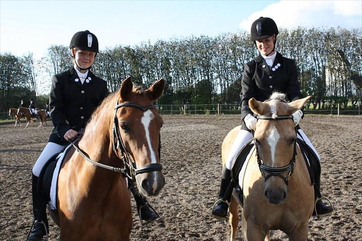 New Forest Stegstedgårds Top Marster billede 14