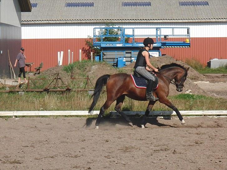 Hollandsk Sportspony Lady Prudence - Dressur-træning. billede 13