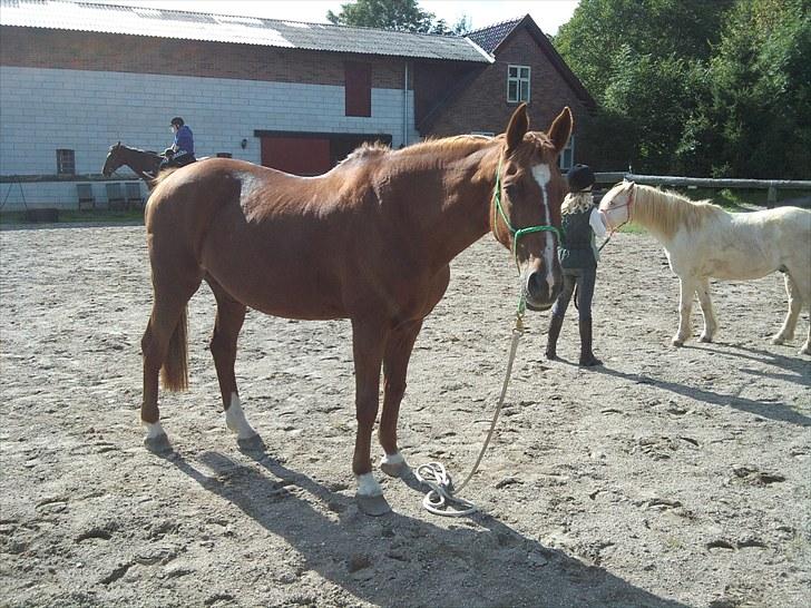Anden særlig race Molly - Dejlige Molly <3 "bliv" komandoen :D billede 2