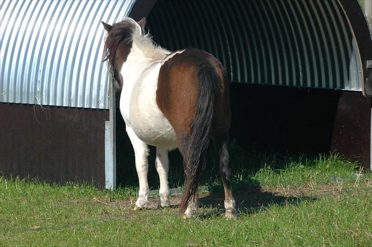 Shetlænder Fantacia Hagenstrup billede 9