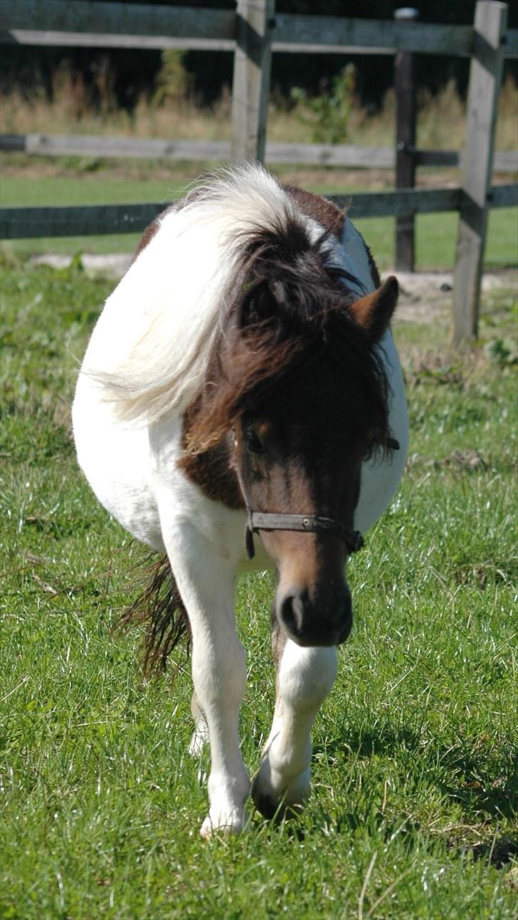 Shetlænder Fantacia Hagenstrup billede 10