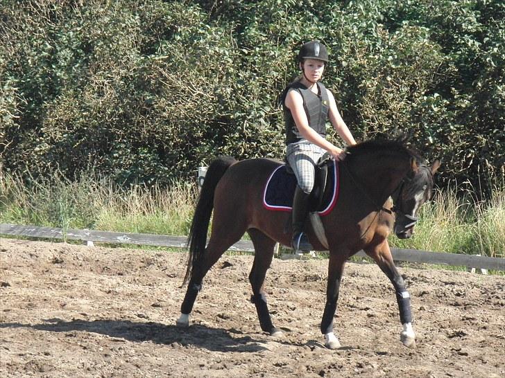 Hollandsk Sportspony Lady Prudence - Skridt - dressur. billede 14