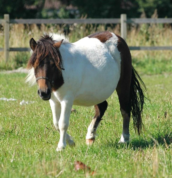 Shetlænder Fantacia Hagenstrup billede 11
