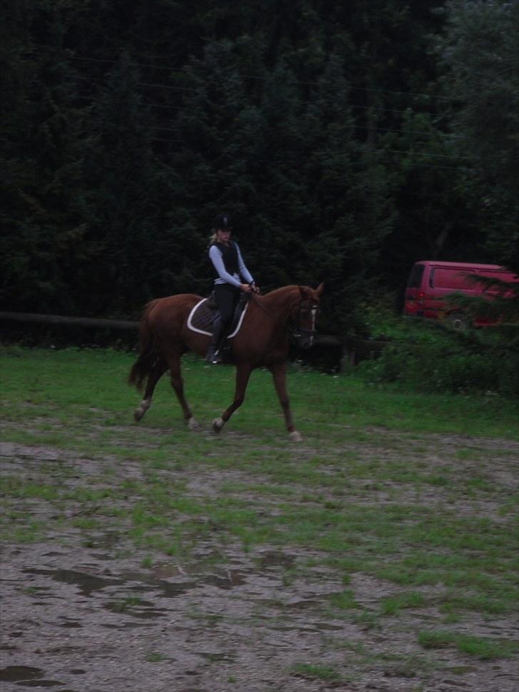 Anden særlig race Molly - Dressur :D billede 3