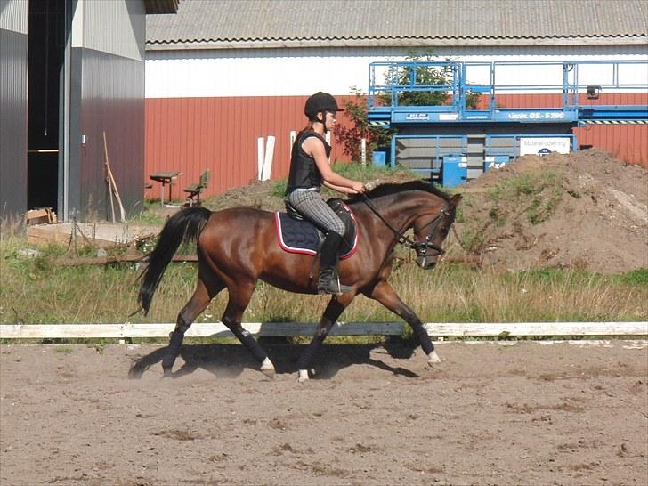 Hollandsk Sportspony Lady Prudence - Dressur-træning. billede 15